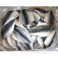 Fílops congelados de la caballa del Pacífico Pescado 70-150G 100-200G